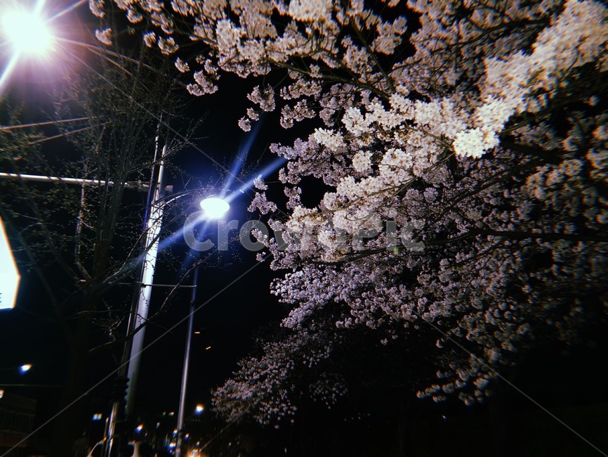 식물,꽃,나무,벚꽃,빛,light,plant,cherryblossom,flower,flare