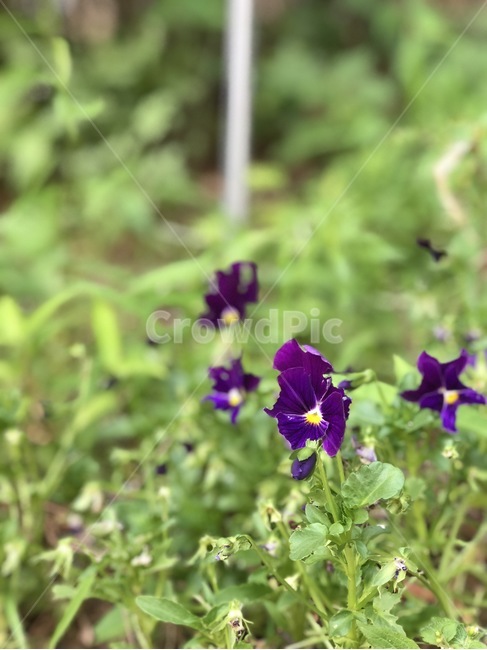 꽃,식물,자연,보라,노랑,초록,flower,plants,nature,purple,yellow,green,hana,shokubutsu,murasaki,kiiro,midori,식물,자연,plants,nature,꽃,flower