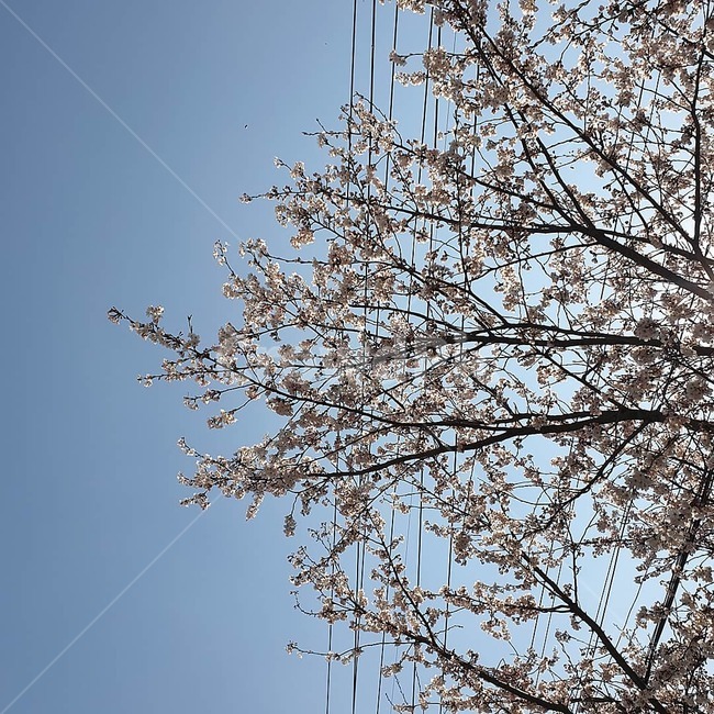 벚꽃,벚꽃놀이,꽃,벚꽃축제,봄