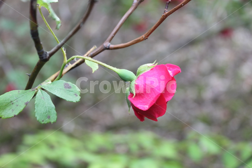 꽃,봄,감성사진,색감,필름사진,sesible,feeling,spring,계절,season,식물,자연,plants,nature,flower,경치,landscape,pink,피곤함,무기력함,식물,자연,plants,nature,꽃,flower
