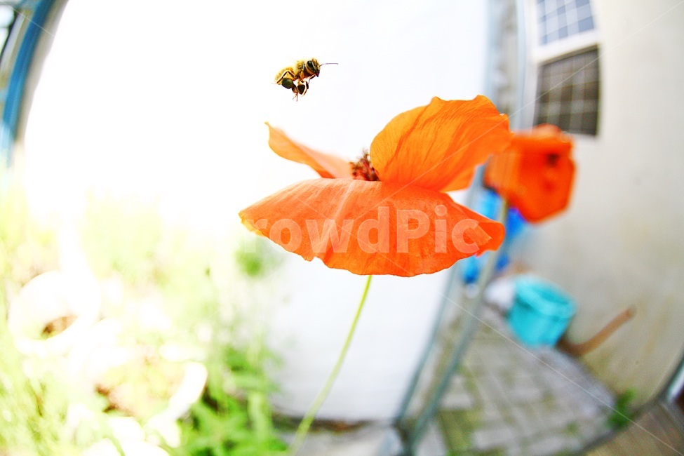 양귀비,원주허브팜,순간포착,대마초꽃,양귀비꽃,식물,자연,plants,nature,꽃,flower,동물,animal,곤충,벌레,insect,bug