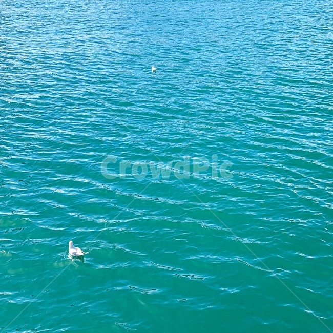 water,물,바다,새,자연,잔잔함