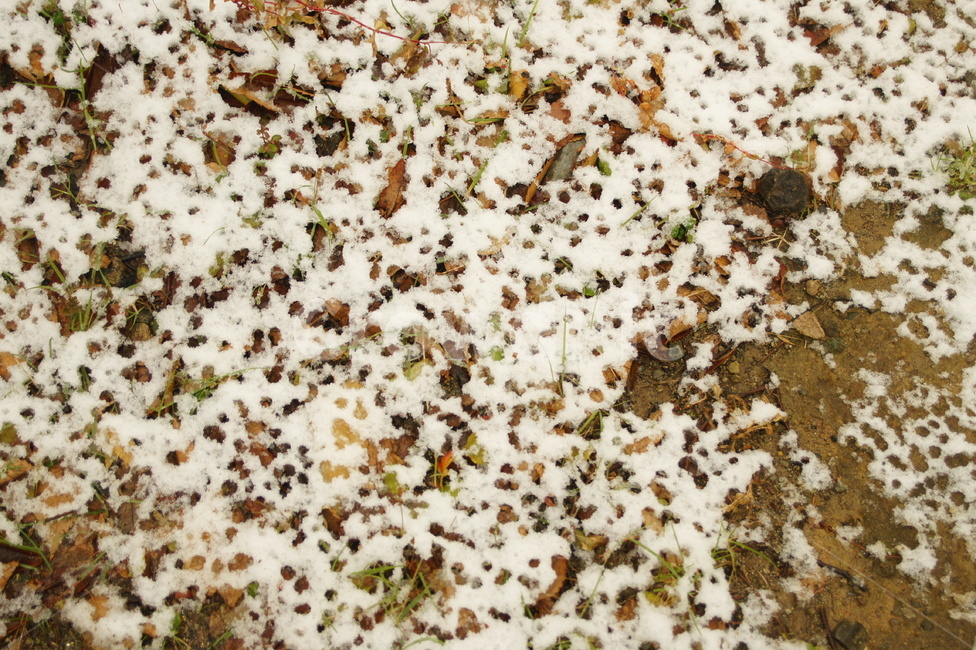 snow,눈,눈오는날,바닥,눈방울,겨울,계절,winter,season
