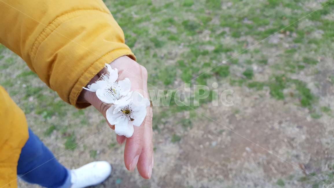 꽃,볒꽃,데이트,손,겨울,청바지,여자,쥐다,공원,잔디,마당,패딩,flower,blossom,dating,hands,winter,jeans,girl,hold,park,grass,yard,padding,꽃,flower,사람,인물,인간,human,person,신체일부,몸,body