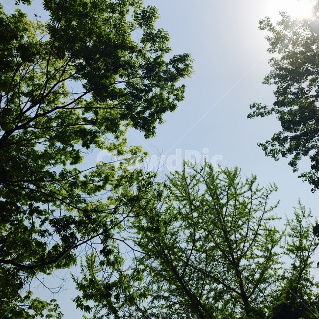 봄,감성사진,식물,나무,꽃,여름,한국자연풍경,자연,휴식,힐링,자연,풍경,nature,landscape,tree,plant,tree trunk,나무 줄기,flare,플레어,light,빛