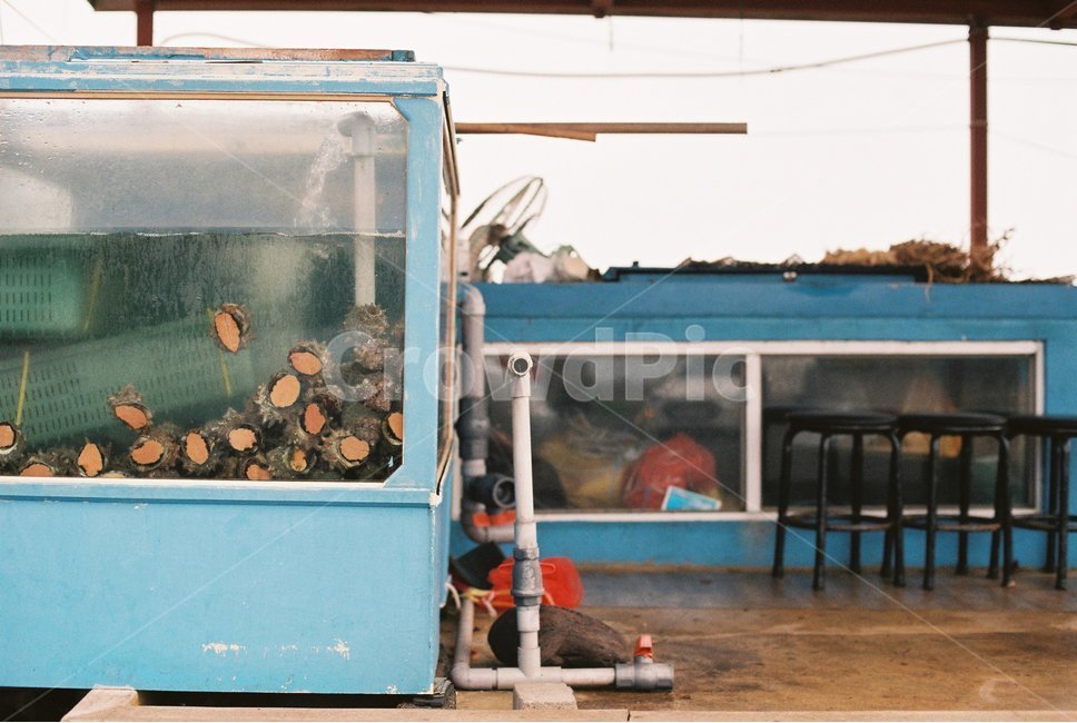 어항,제주도,어촌,마을,수족관,음식,식재료,요리,food,cook,meal,dishes,food reserves,수산물,해산물,fishery products,seafood
