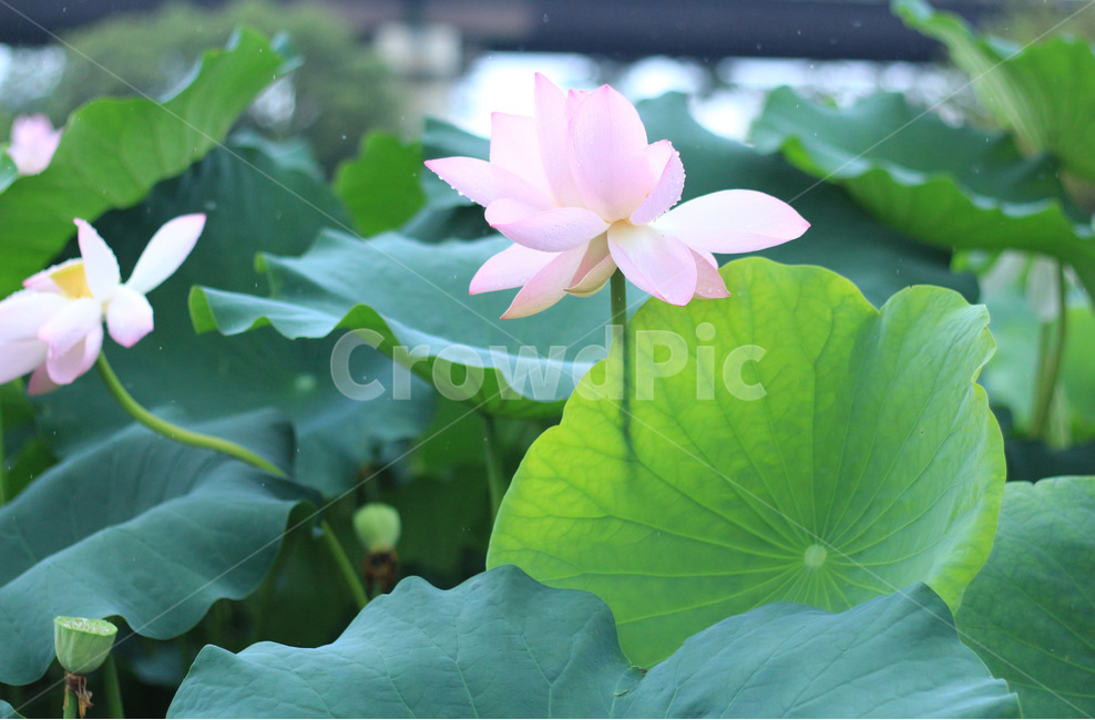 연꽃,plant,식물,비,여름비,꽃,flower,연잎,식물,자연,plants,nature,꽃,flower