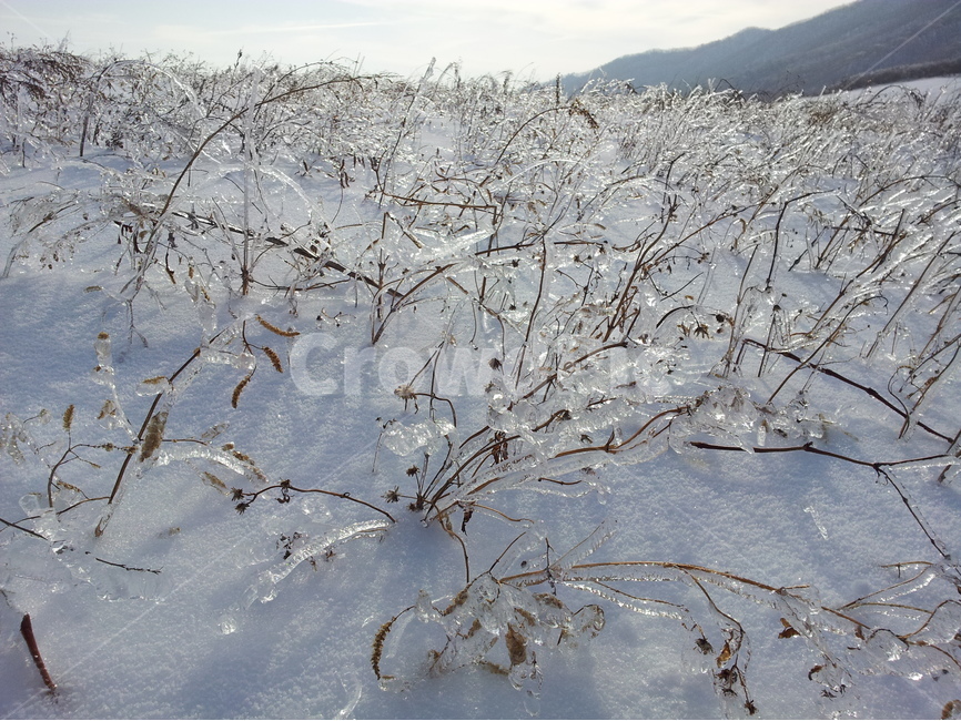 오대산,설경,상고대,눈,겨울,국립공원,겨울,계절,winter,season,자연,풍경,nature,landscape,outdoors,옥외,snow,frost,서리