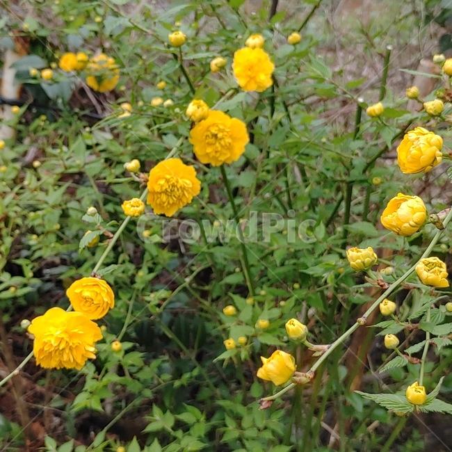 식물,노란색,flower,야생화,꽃