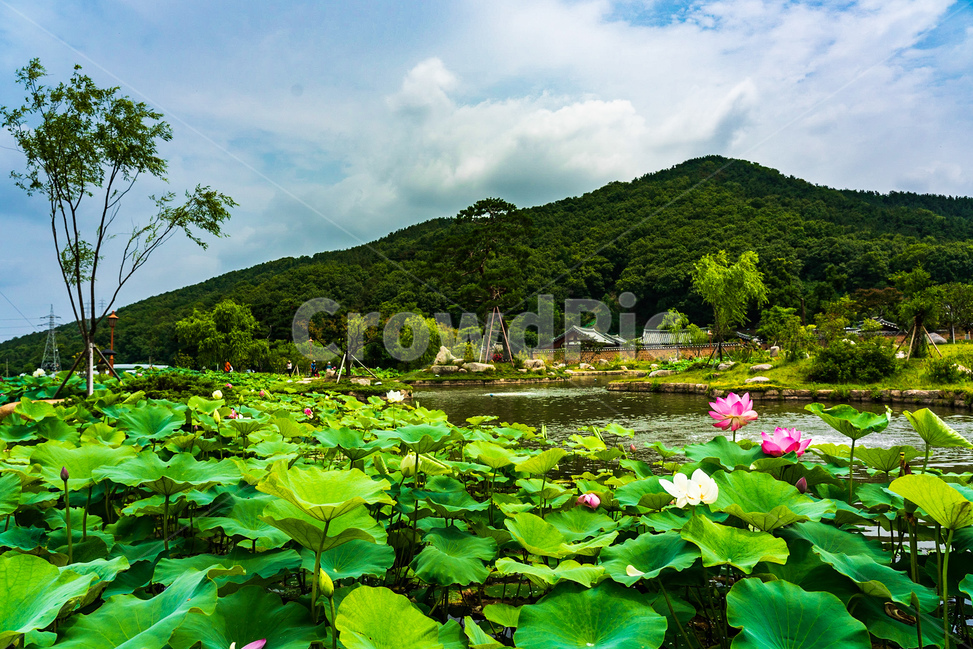 한옥,하늘,나무,연꽃,연못,초록,여름,자연,landscape,korea,풍경
