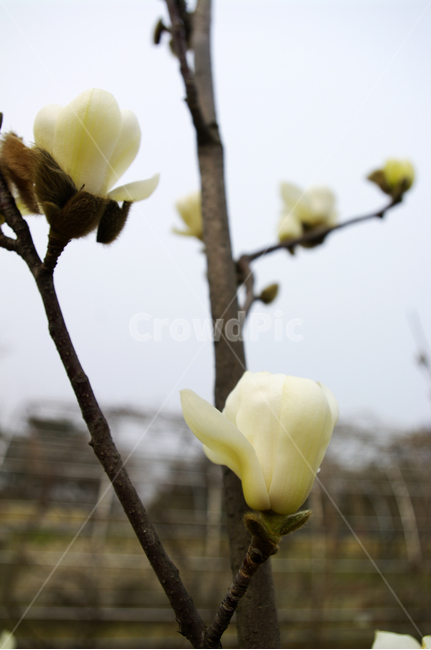 식물,plant,자연,nature,꽃,flower,목련,봄,spring,계절,식물,자연,plants,nature,꽃,flower