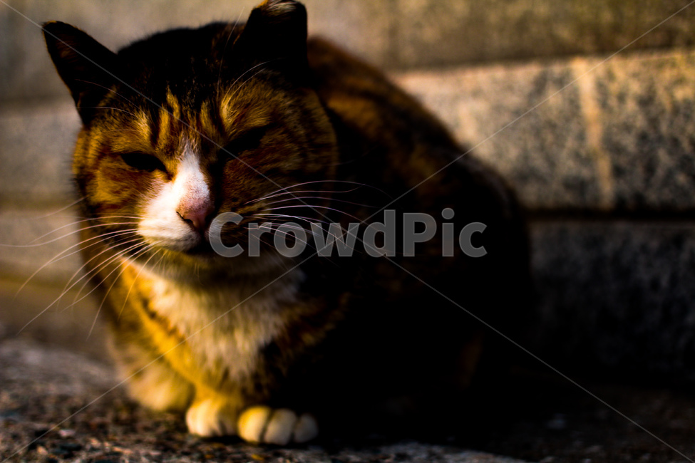 냥냥이,고양이,길고양이,반려묘,동물,일상,여유,동물,animal,포유류,mammal,고양이,cat,kitten,kitty