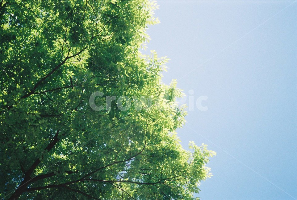 봄,자연,나무,풍경,초록,분할,식물,자연,plants,nature,나무,trees,wood,휴식,힐링,rest,relaxation,healing