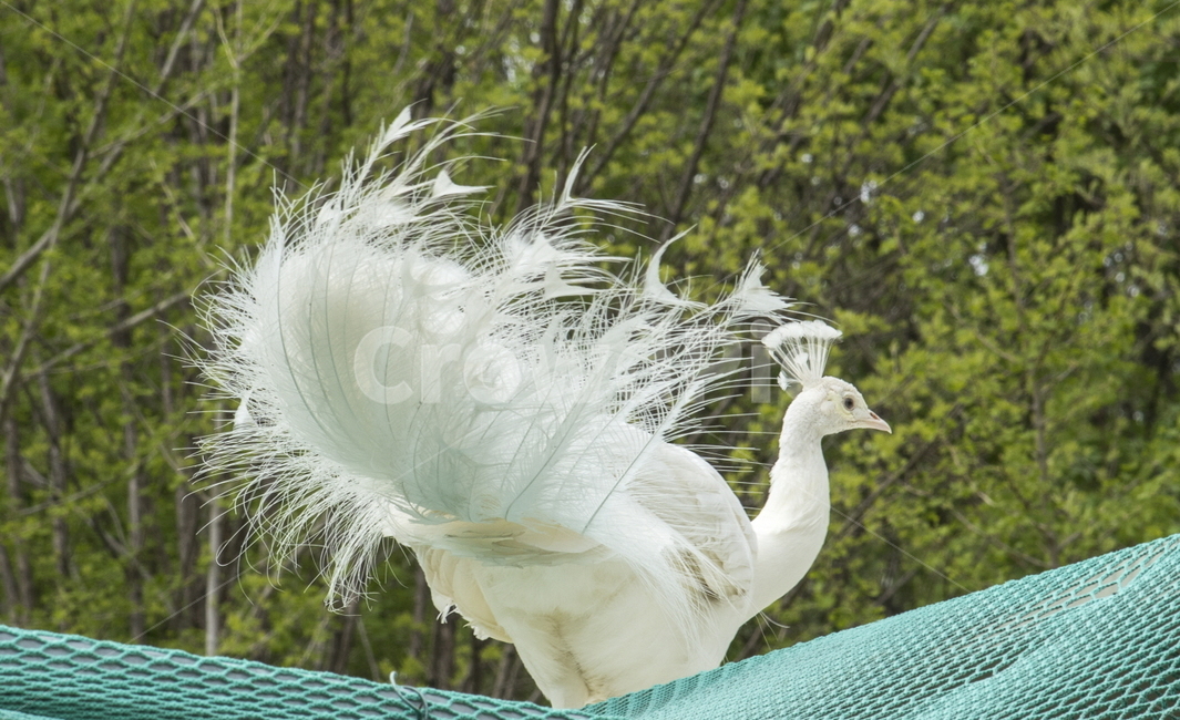 공작,공작새,새,부채,동물,흰공작,동물,animal,조류,새,birds