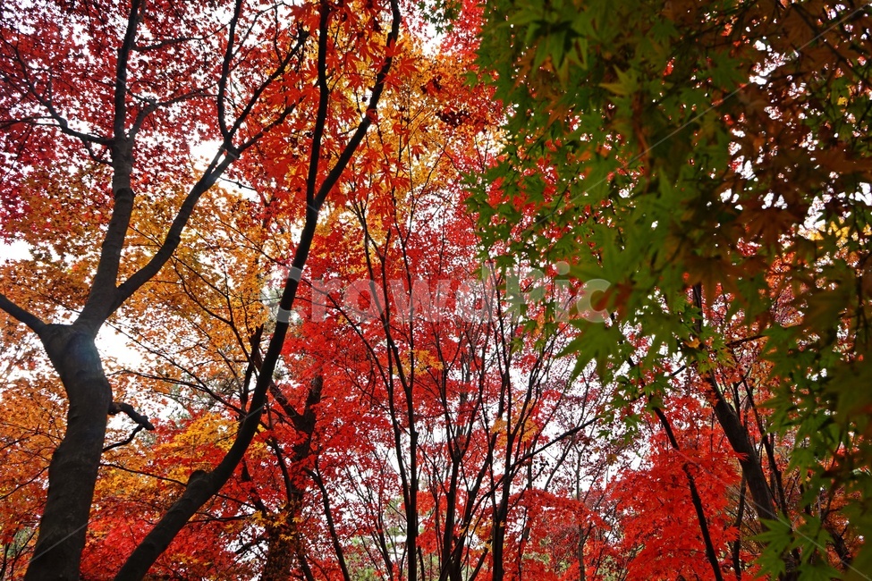 가을,단풍,단풍나무,화려함,가을풍경,autumn,fall,autumnleaves,plant,nature,계절,나무,븕은색,maple,red,season,colorful,느낌,감성,trees,branches,울긋불긋,자연,추억,landscape,계절느낌,가을감성,가을느낌,가을배경,풍경,가을,계절,fall,autumn,season,자연,풍경,nature,landscape,leaf,잎,식물,tree