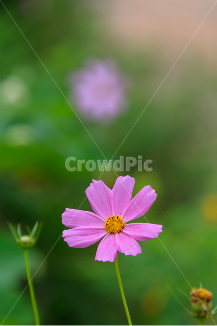 코스모스,가을,꽃,야생화,꽃잎,가을,계절,fall,autumn,season,식물,자연,plants,nature,꽃,flower,plant,geranium,제라늄,blossom