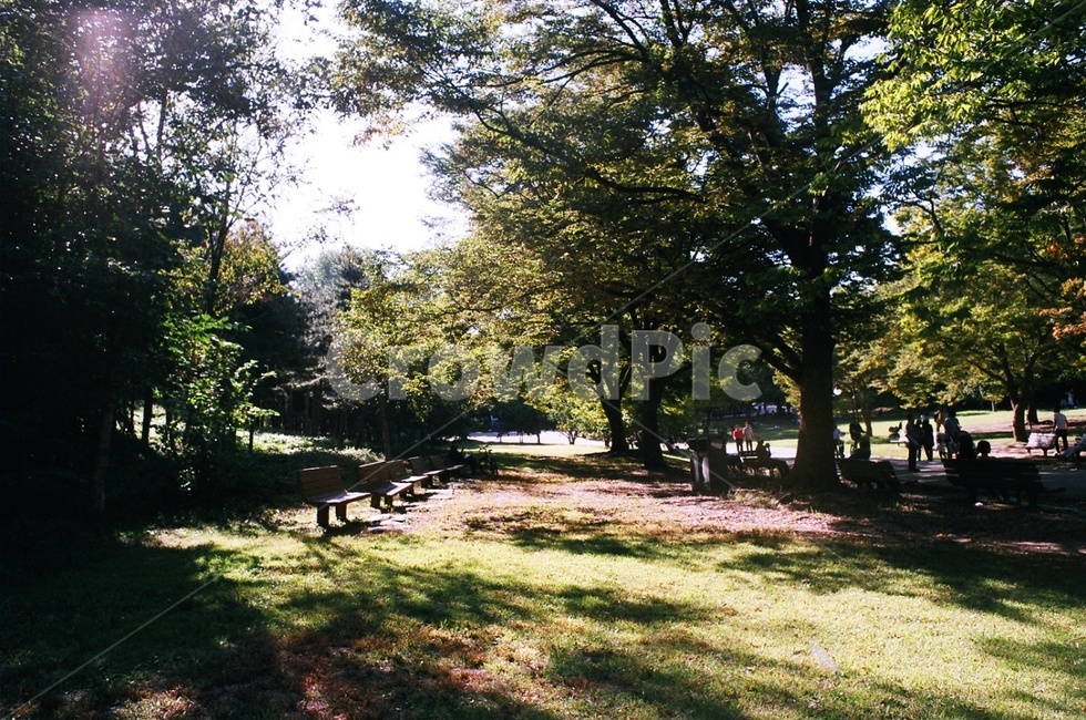 올림픽공원,오후,숲,나무,평화로움,자연,풍경,nature,landscape,tree,plant,식물,grass,잔디,bench,벤치,tree trunk,나무 줄기