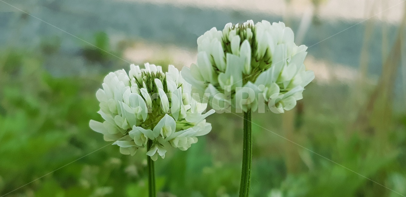 봄,초록,토끼풀,약속,꽃말행운,식물,자연,plants,nature,꽃,flower