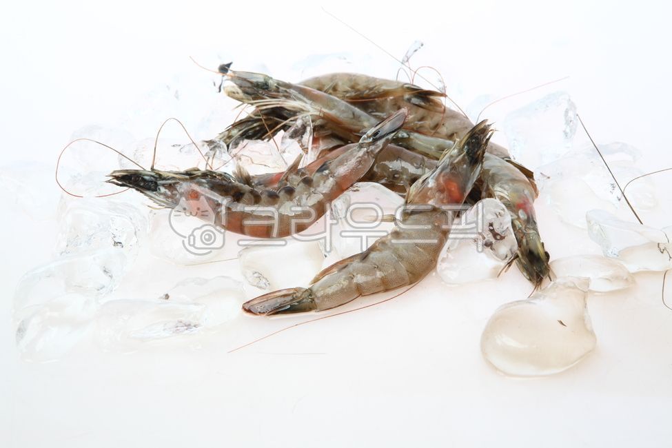 새우,흰다리새우,새우생물,새우재료,수산물,화이트새우,새우요리