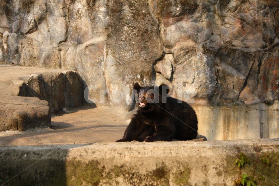 곰,동물,bear,animal,포유류,야생동물,동물,animal,포유류,mammal