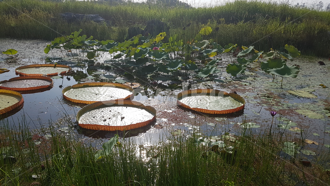 연못,경치,자연,nature,water,자연,풍경,nature,landscape,outdoors,옥외,land,땅,물