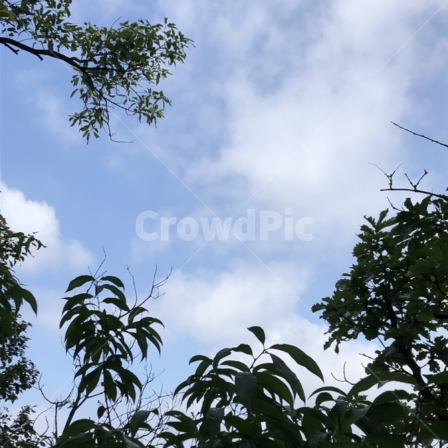 나무,하늘,구름,풍경,자연,감성,자연,풍경,nature,landscape