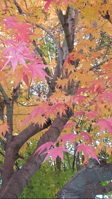 단풍,가을,나무,울긋불긋,단풍나무,가을단풍