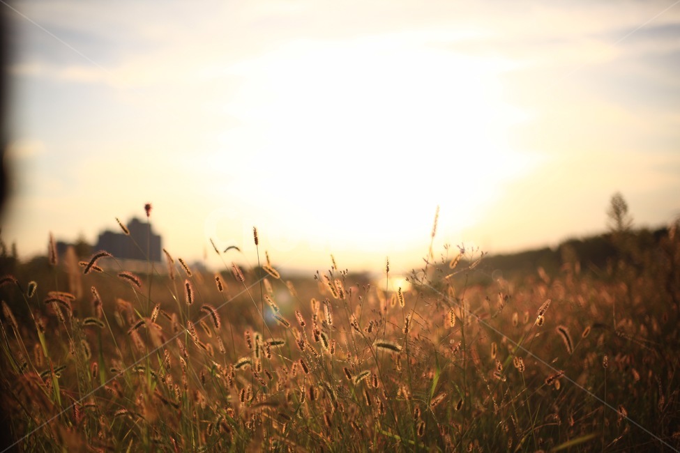 강아지풀,해,햇빛,노을,나무,식물,자연,풀,자연,풍경,nature,landscape,grass,잔디,plant
