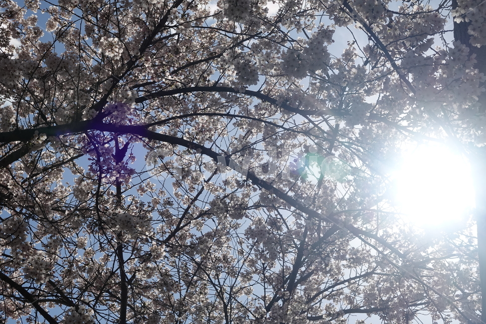 plant,식물,flower,blossom,꽃,나무,trees,wood