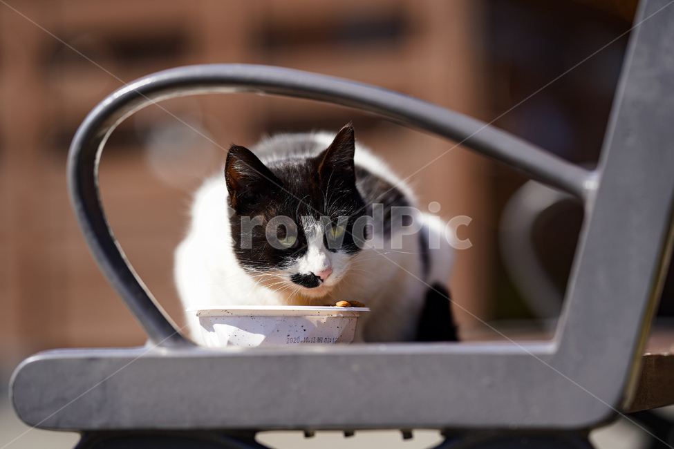 고양이,길고양이,동물,자연,의자,공원,동물,animal,포유류,mammal,고양이,cat,kitten,kitty