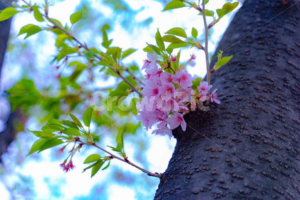 벛꽃,여의도,윤중로,벛꽃길,윤중로벚꽃길,봄,계절,spring,season,식물,자연,plants,nature,꽃,flower,plant