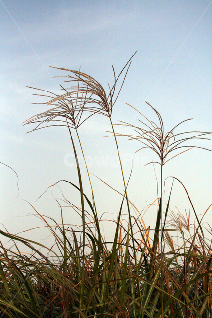 억새,식물,plant,가을,하늘