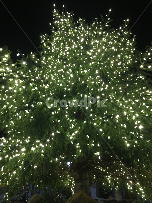 크리스마스,christmas,겨울,winter,트리,tree,christmastree,seasonsgreetings,light,조명,나무,season,계절