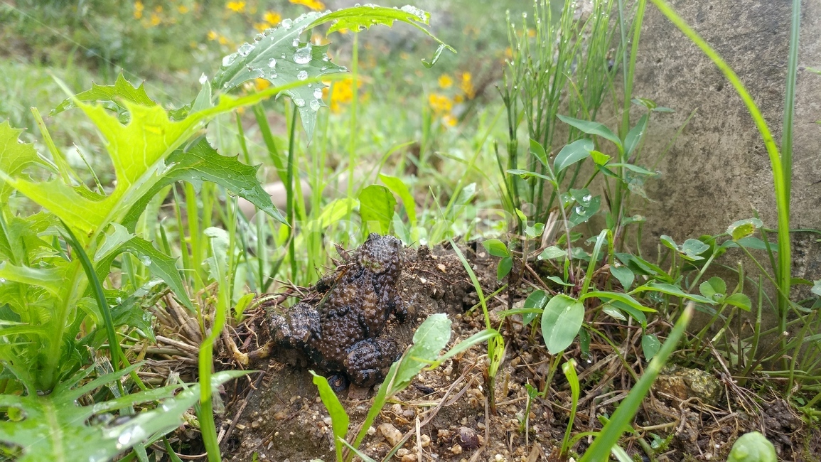 두꺼비,개구리,동물,양서류,식물,toad,초록,green,이슬,자연,frog,동물,animal