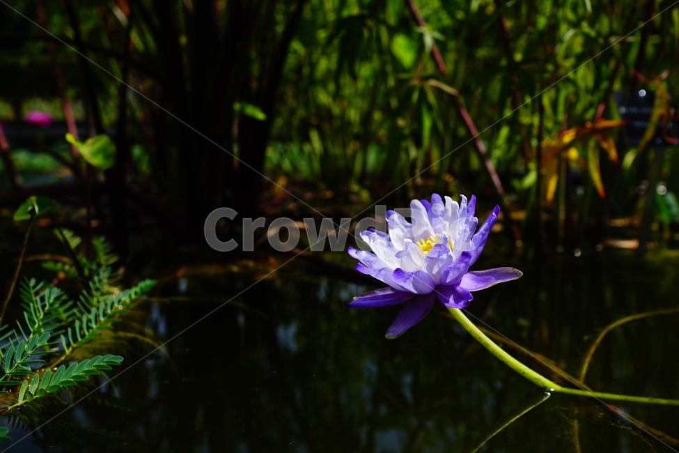 수련,연꽃,연못,식물,수생식물,자연,여름,8월,summer,august,nature,풍경,landscape,플라워,flower,plants,aquaticplant,lotus,pond,waterlily,수련꽃,이파리,잎,수풀,수초,여름꽃,꽃사진,식물,자연,plants,nature,꽃,flower