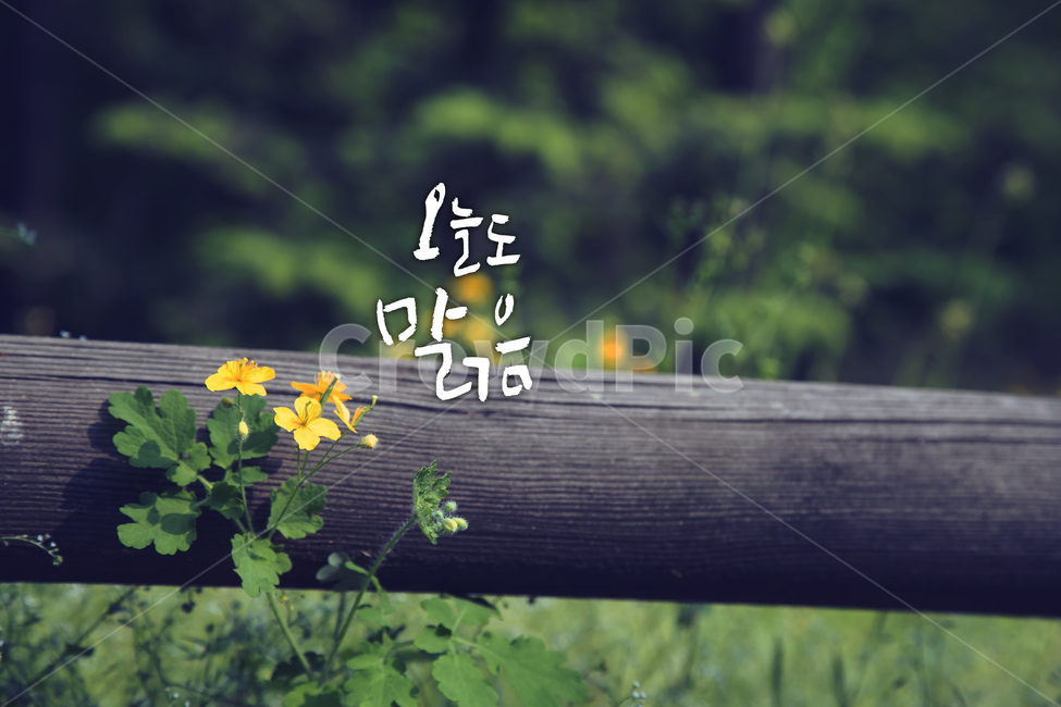 봄,캘리그라피,통나무,오늘도맑음,산책길,꽃,식물,자연,plants,nature,꽃,flower,감성,sensible,feeling,캘리그라피,손글씨,calligraphy