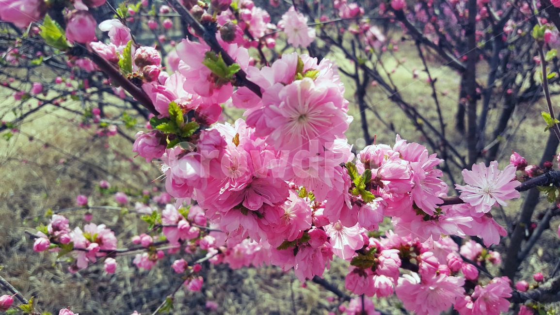 꽃,봄,봄꽃,감성,분위기,색감,그림같은,빈티지,나무,flower,spring