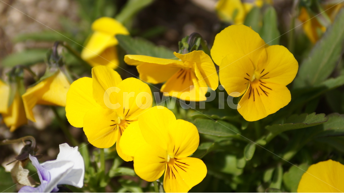 봄꽃,꽃,자연,풍경,봄,야생화,봄,계절,spring,season,식물,자연,plants,nature,꽃,flower,plant,blossom