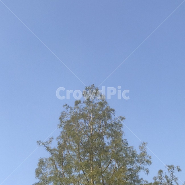 plant,식물,tree,나무,하늘,자연