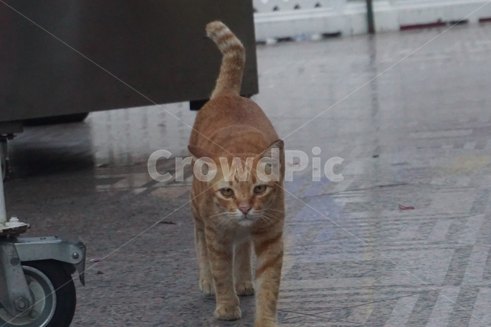 pet,애완동물,cat,고양이,동물,animal,포유류,mammal