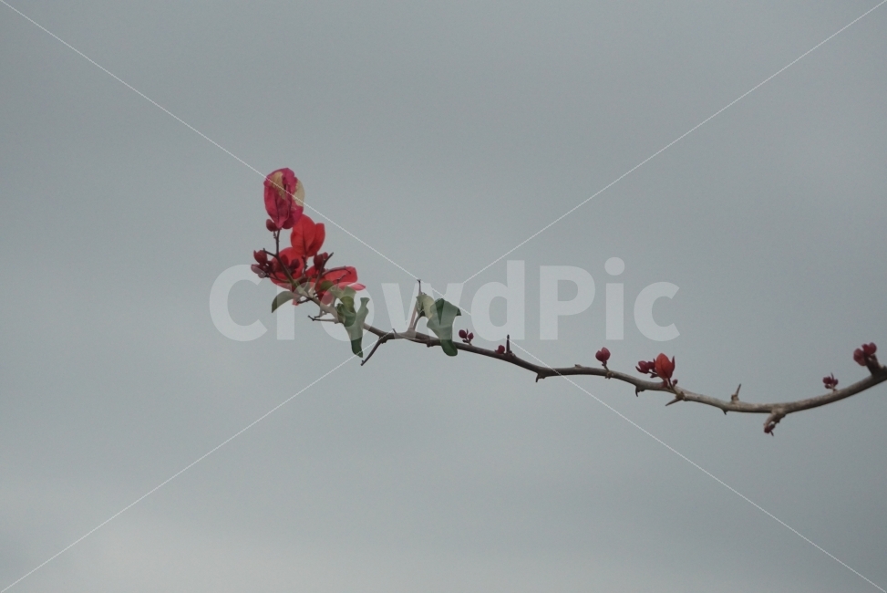 붉은꽃,꽃,flower,플라워,느낌사진,이쁜사진,꽃사진,레드꽃,빨간꽃,식물,자연,plants,nature,꽃,flower