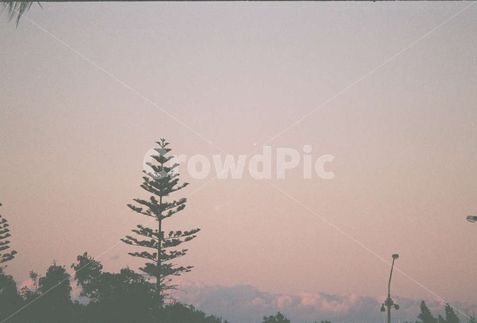 풍경,자연,하늘,빈티지,필름카메라,자연,풍경,nature,landscape,감성,sensible,feeling,색깔,색상,색채,색감,color sense,color sensitivity,feeling of color,tree,나무,plant,식물,fir,전나무