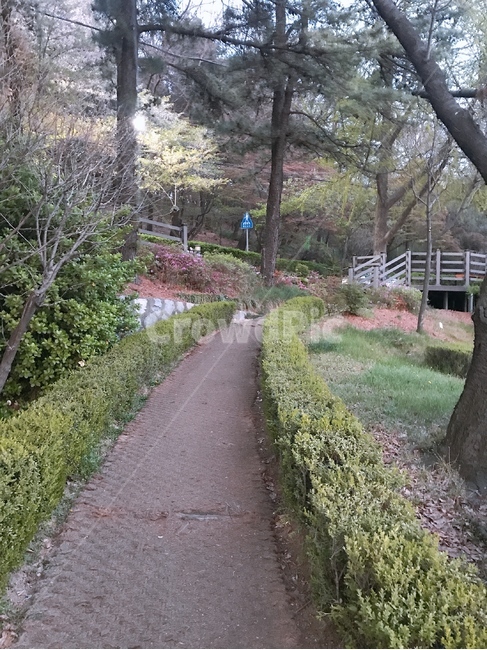 계단,나무,산책로,풍경,길,자연,배경
