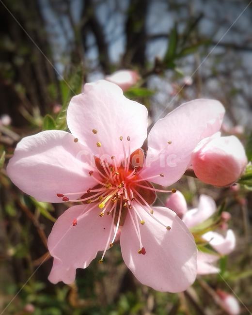 plant,식물,flower,blossom,복숭아꽃,봄,분홍색,자연,srping,pink,nature,peachflowers