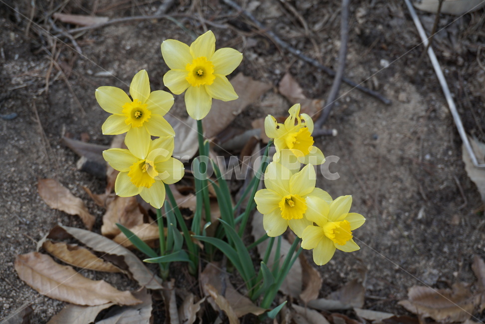 plant,식물,blossom,flower,꽃,수선화,수선화봉우리,수선화무리,수선화다발