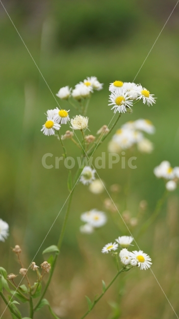 개망초,꽃,플라워,식물,자연,flower,nature,감성,감성사진,스냅,스냅사진,snap,snapshot,풍경,landscape,꽃사진,접사,macro,봄,spring,계절,season,한국자연,korea,식물,자연,plants,nature,꽃,flower
