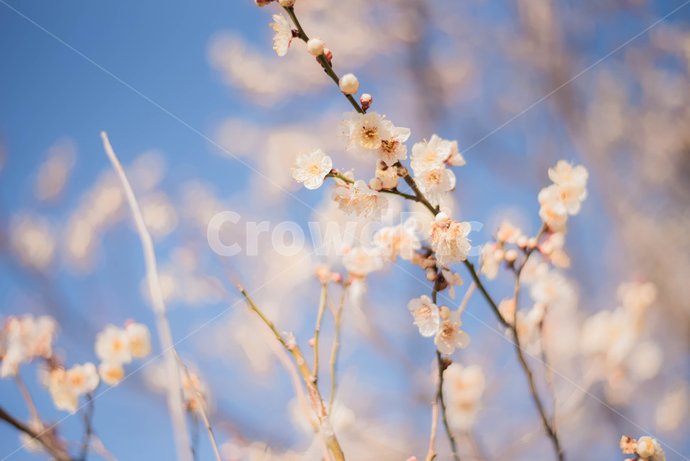 매화,백매화,꽃,식물,매화나무,봄,계절,spring,season,식물,자연,plants,nature,꽃,flower,plant