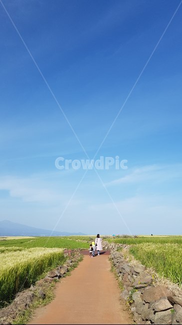 제주,가파도,제주도,청보리밭,길,지평선,자연,녹색,사람,구름