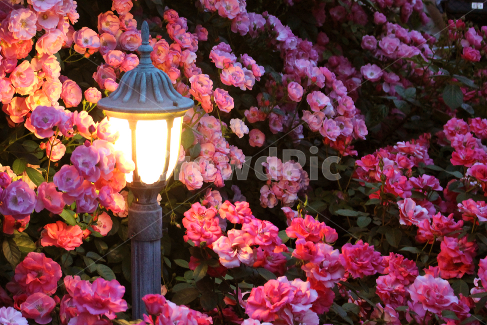 blossom,flower,plant,꽃,식물,geranium,rose,장미,분홍장미,장미밭,장미정원,장미공원,장미축제,기념일,장미배경,식물,자연,plants,nature,꽃,flower