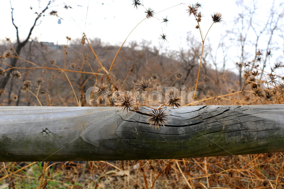 도깨비바늘,꽃,식물,야생화,들꽃,풀,잡초,씨,씨앗,국화,국화과,자연,겨울,귀침초,귀침채